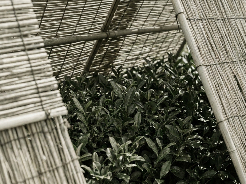 Tea bushes under woven bamboo shade covers